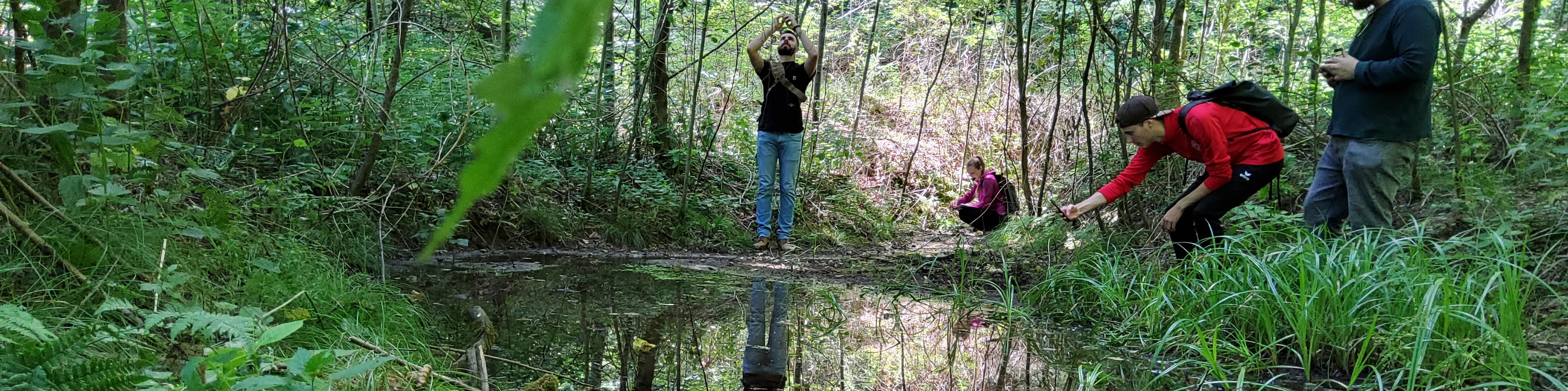 Studis am Teich