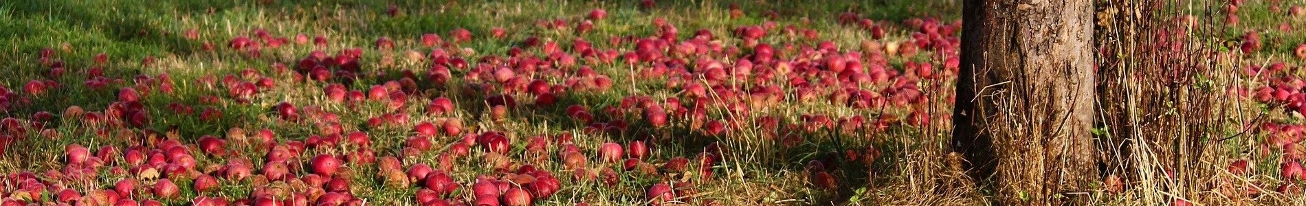 Fallen apples under a tree